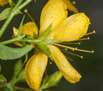 False spotted St. Johnswort